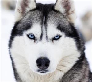 Husky