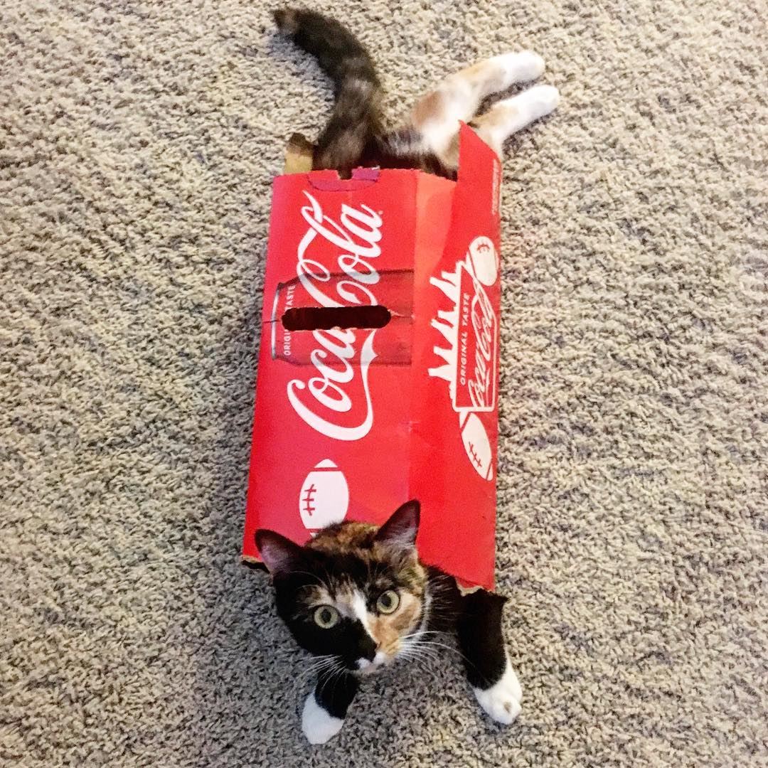 Pringle loves coke too!