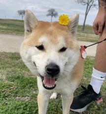 dog