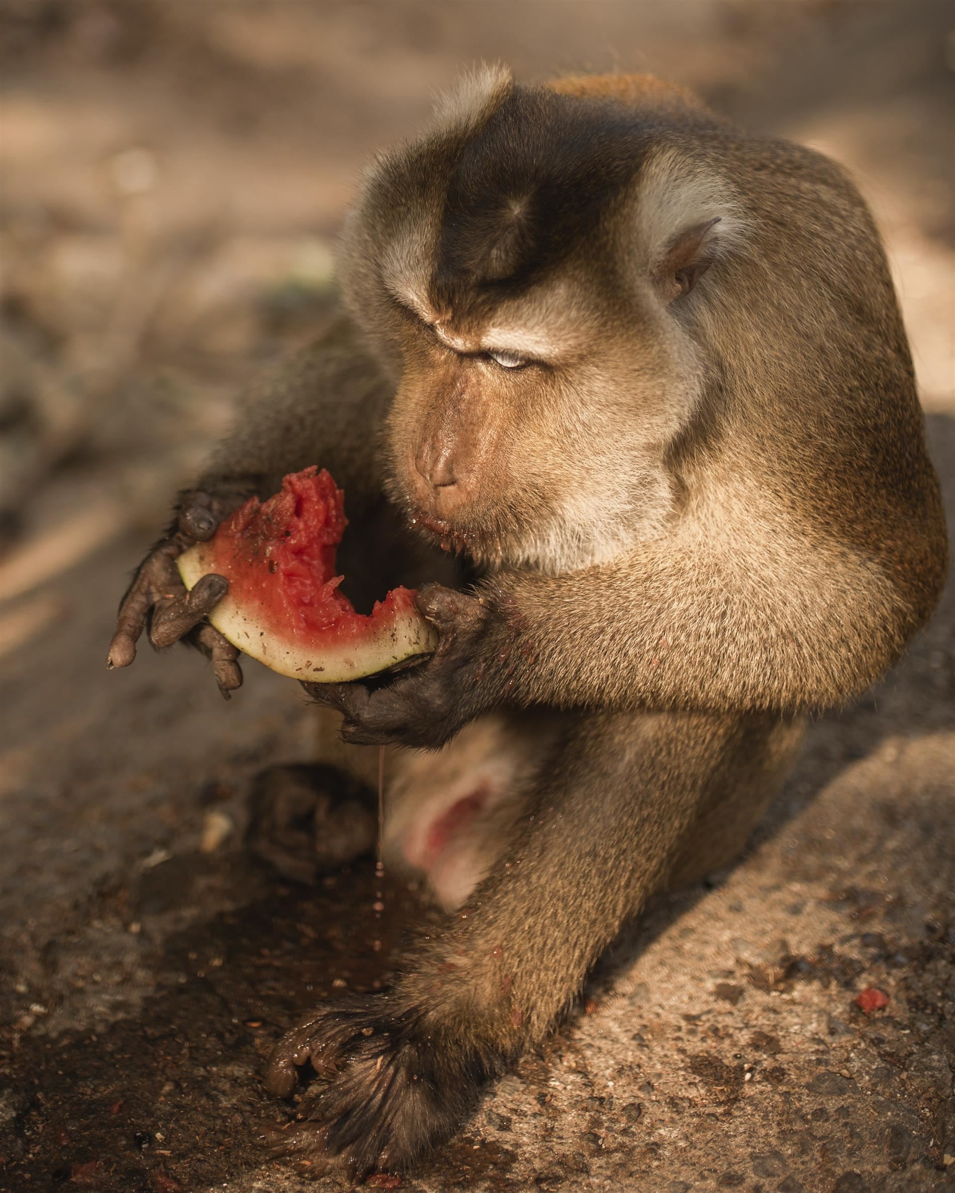 a monkey eating a watermelon slice