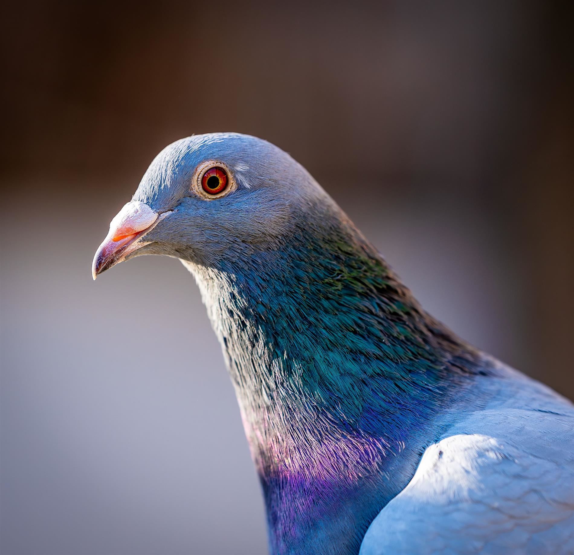 A pigeon