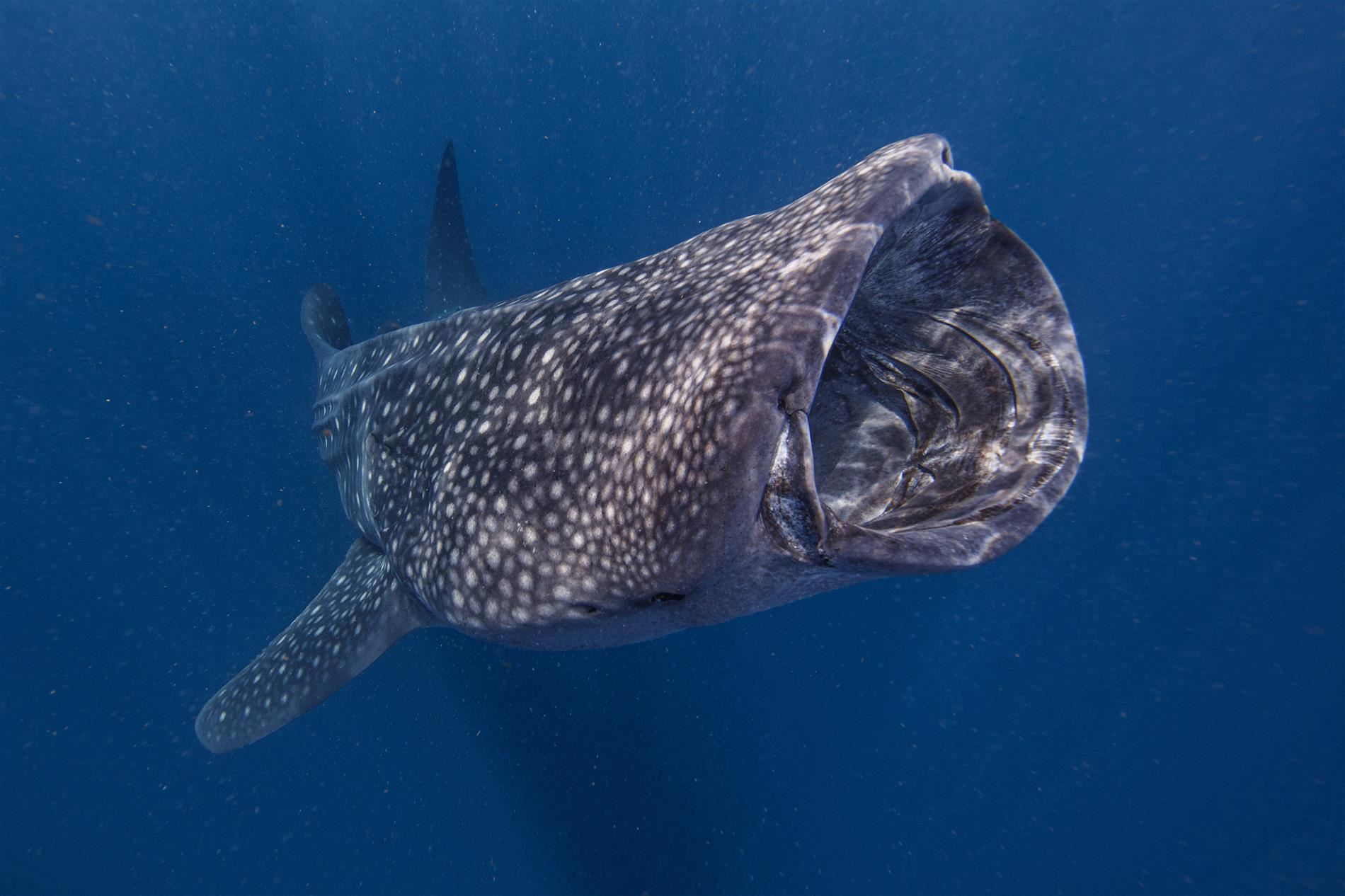 A whale shark