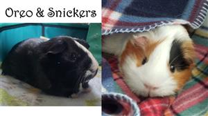 Oreo & Snickers