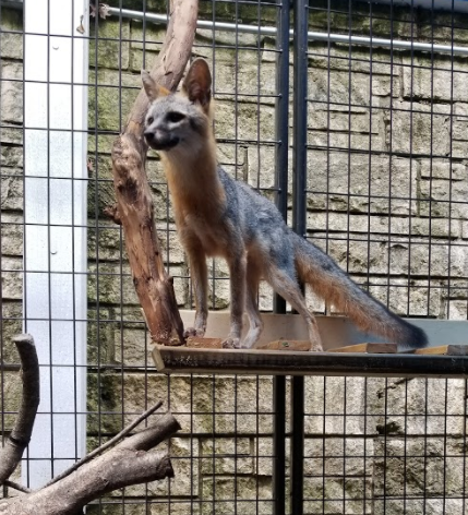 Zorry the gray fox Zorry the gray fox