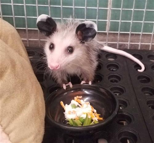 A small opossum leans with two feet on a bowl of yogurt and vegetables