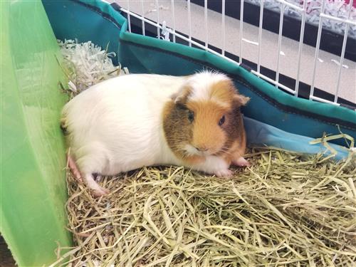 A tri-color guinea pig lays down with legs outstreched 