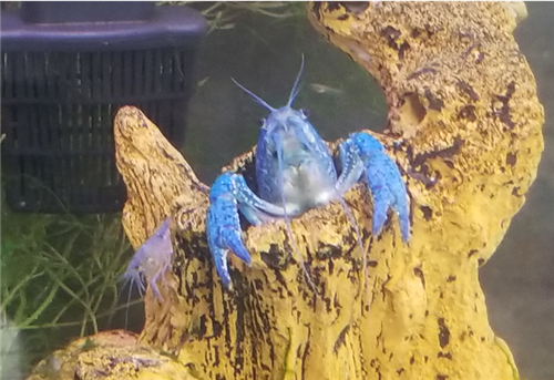 Blue Crayfish and her offspring Blue Crayfish and her offspring