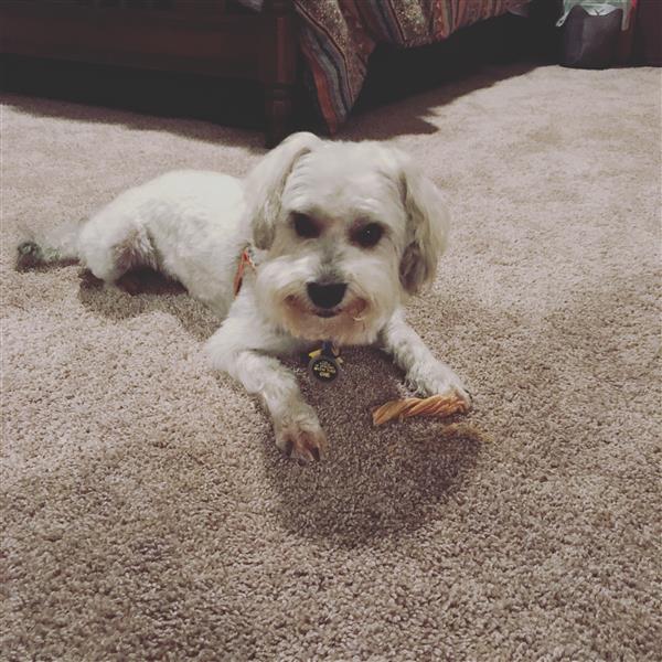 Finn eating his treat