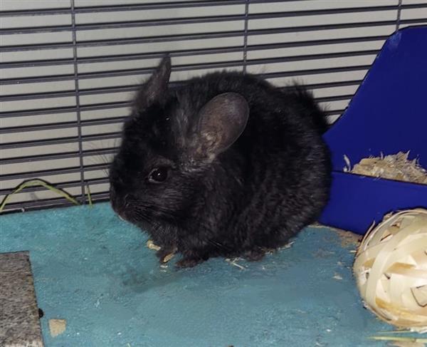 A black chinchilla sits in a cage lined with turquoise fleece. He sits crouched in front of a litter box with a wicker ball nearby. His name is Kuro, and he is very sassy.