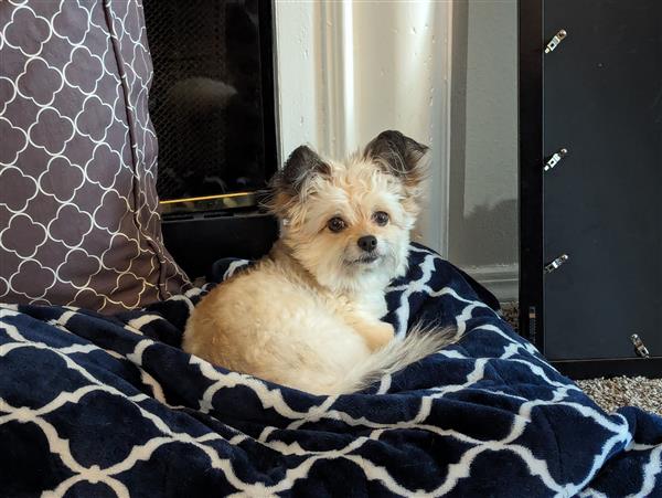 A small, cream-colored dog with dark ears lays on a navy and white patterned blanket in front of an unlit fireplace.