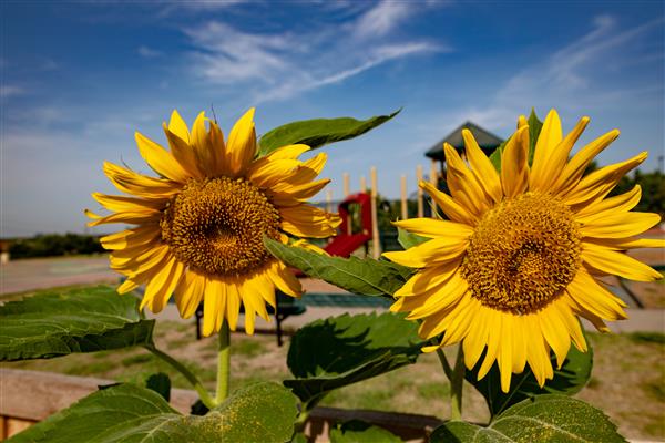 Garden Sunflowers