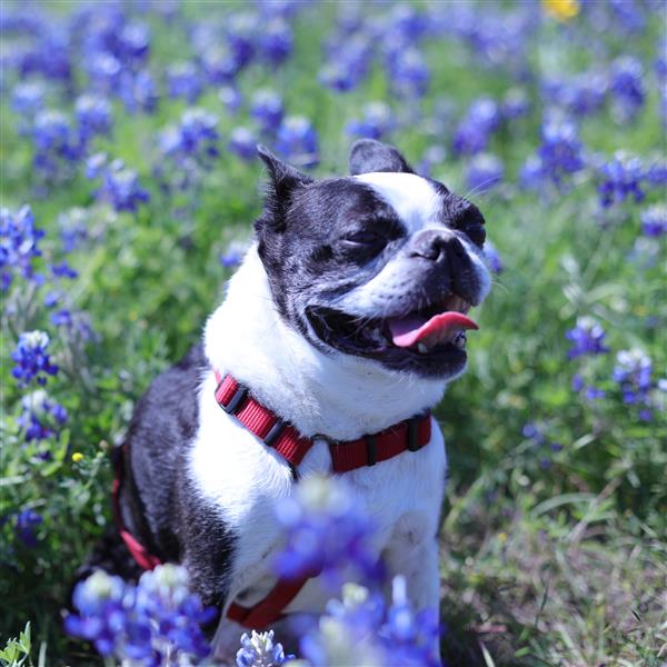 Otis in Bluebonnets