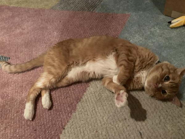 Charlie, an adorable and sweet orange tabby cat. The newest Gackenbach.